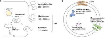 Extracellular Vesicles in Musculoskeletal Pathologies and Regeneration